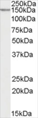 Anti-Neurexin 1 antibody produced in goat