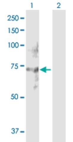 Anti-NET1 antibody produced in rabbit