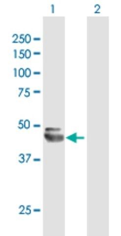 Anti-NEU1 antibody produced in mouse