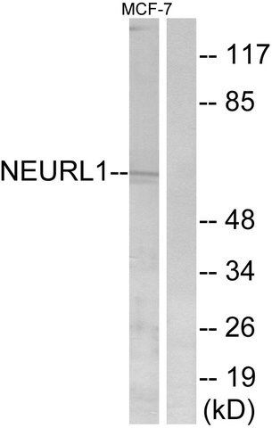 Anti-NEURL1 antibody produced in rabbit