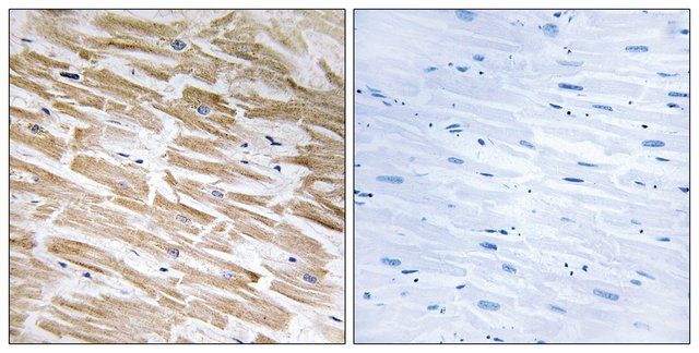 Anti-NEURL2 antibody produced in rabbit