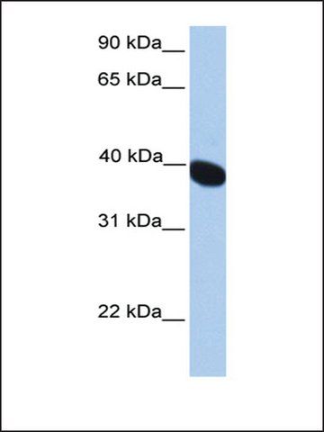 Anti-NEURL2 antibody produced in rabbit