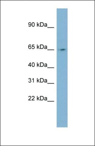 Anti-NEURL antibody produced in rabbit