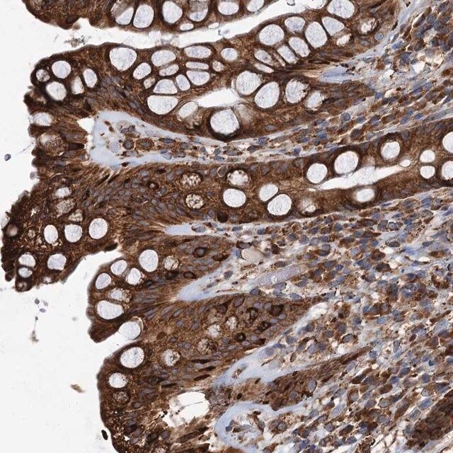 Anti-NEURL1B antibody produced in rabbit