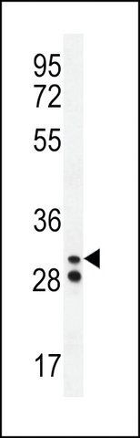 ANTI-NEUTROPHIL ELASTASE(N-TERMINAL) antibody produced in rabbit