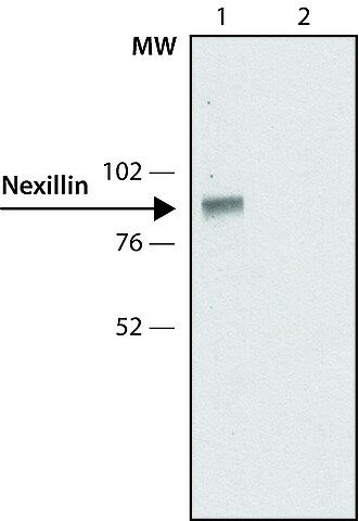 Anti-Nexilin antibody,Mouse monoclonal