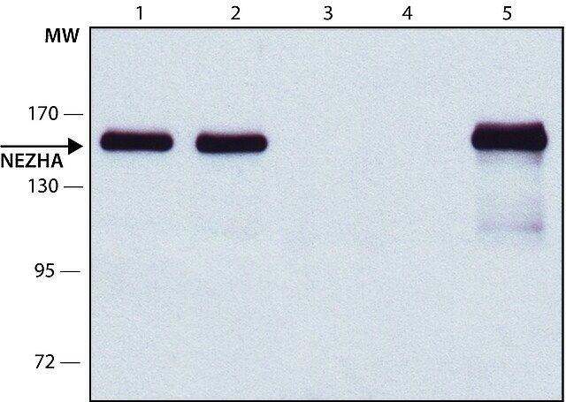 Anti-NEZHA antibody, Mouse monoclonal