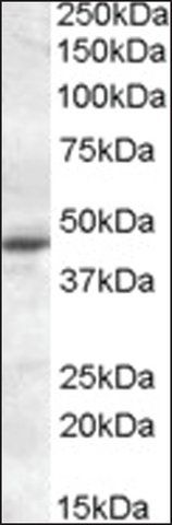 Anti-MTNR1A antibody produced in goat