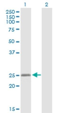 Anti-MYLC2PL antibody produced in rabbit