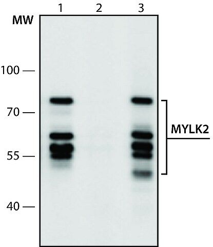 Anti-MYLK2 (181-195) antibody produced in rabbit