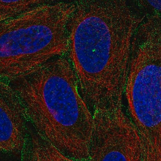 Anti-MYO1C antibody produced in rabbit