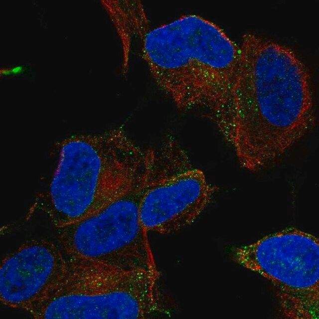 Anti-MYO16 antibody produced in rabbit