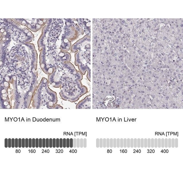 Anti-MYO1A antibody produced in rabbit