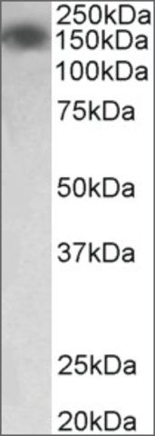 Anti-MYLK antibody produced in goat