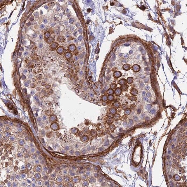 Anti-MYO9A antibody produced in rabbit