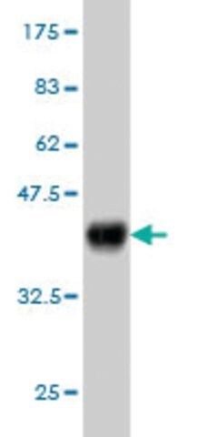 ANTI-MYO3A antibody produced in mouse