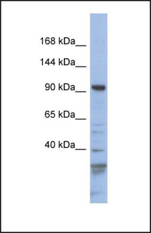 Anti-MYO1C, (N-terminal) antibody produced in rabbit