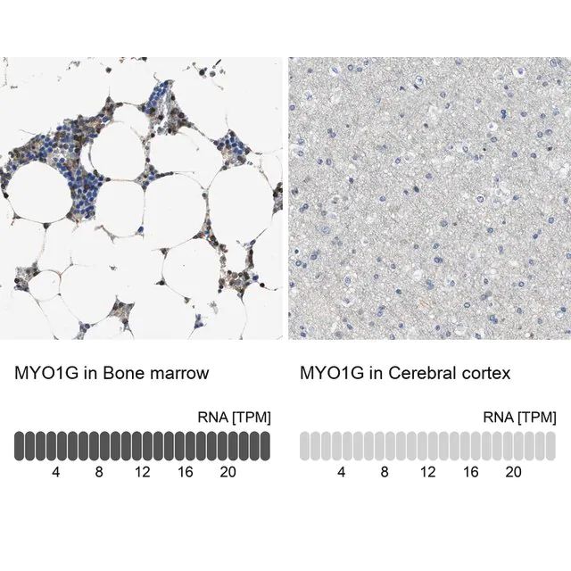 Anti-MYO1G antibody produced in rabbit