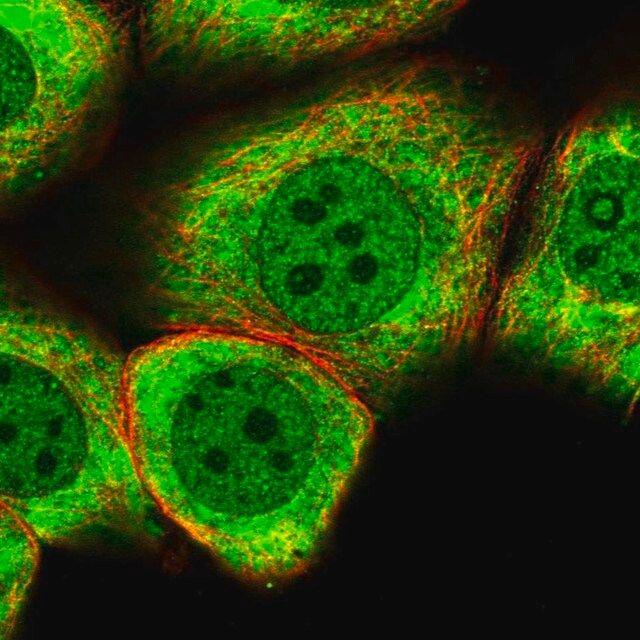 Anti-MYO5C antibody produced in rabbit