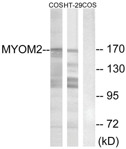 Anti-MYOM2 antibody produced in rabbit