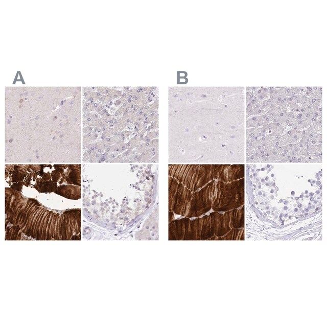 Anti-MYOZ1 antibody produced in rabbit