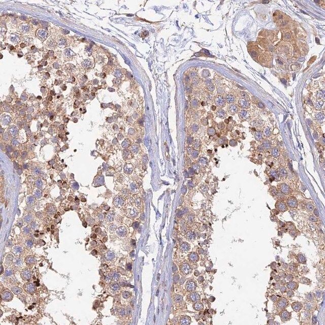 Anti-MYO9A antibody produced in rabbit