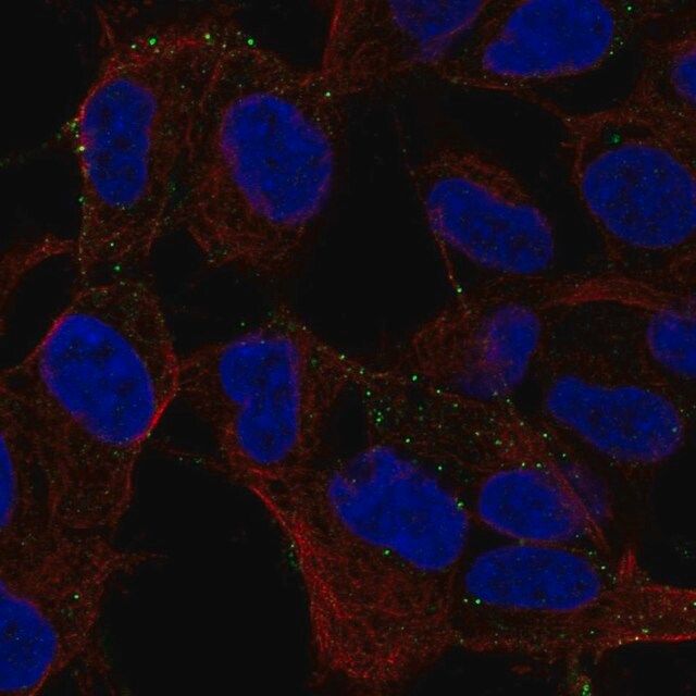 Anti-MYO16 antibody produced in rabbit