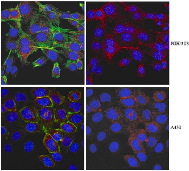 Anti-Myosin-VI Antibody