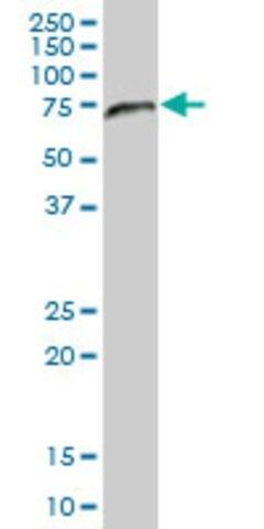 Anti-NAE1 antibody produced in mouse