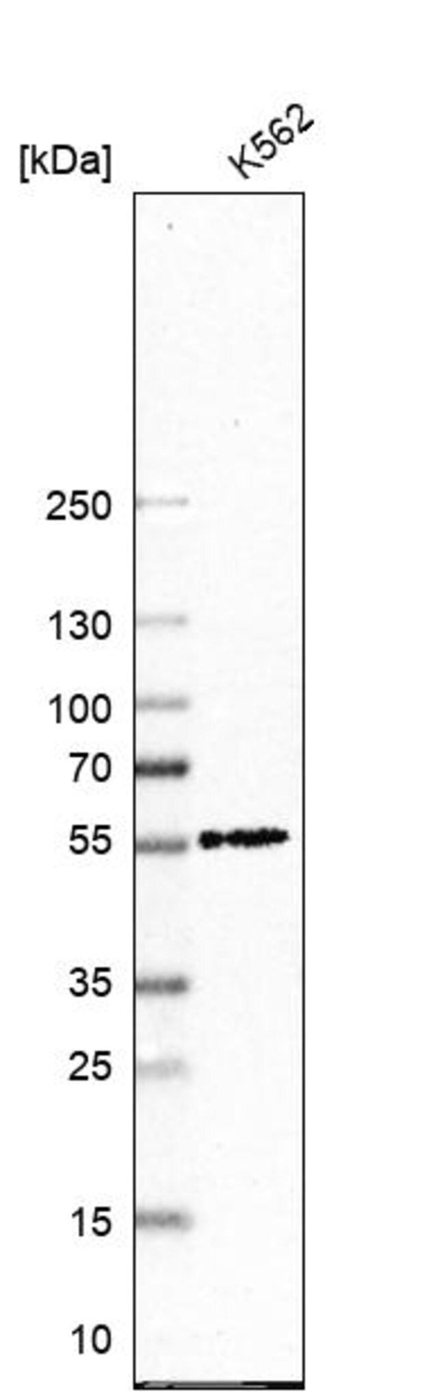 Anti-NAF1 antibody produced in rabbit