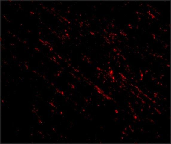 Anti-Nanos1 (ab2) antibody produced in rabbit