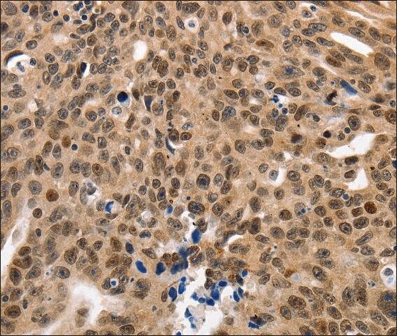 Anti-NAIF1 antibody produced in rabbit