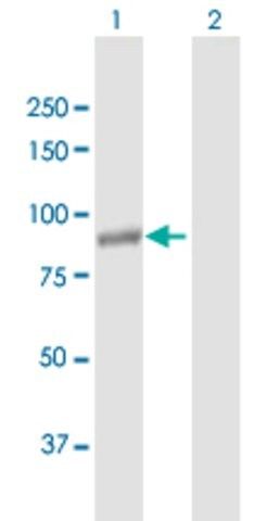 Anti-NALP11 antibody produced in mouse