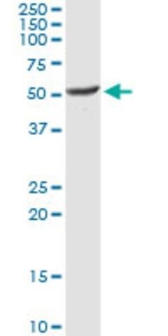 Anti-NAGA antibody produced in rabbit