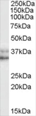 Anti-NANOG, C-Terminal antibody produced in goat