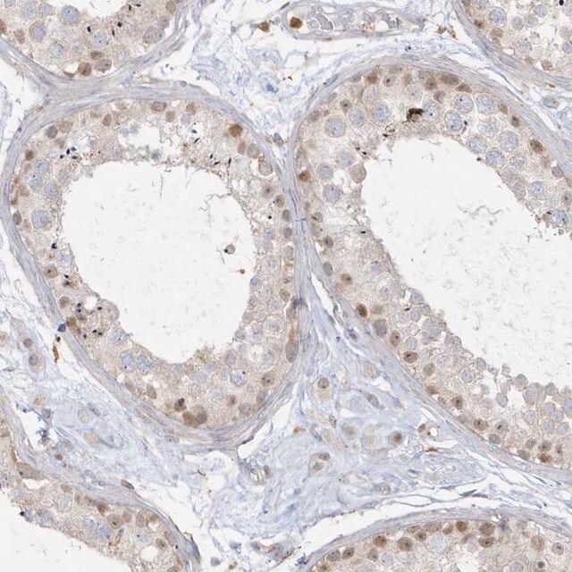 Anti-NAF1 antibody produced in rabbit