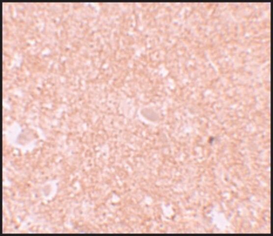 Anti-NALP10 antibody produced in rabbit