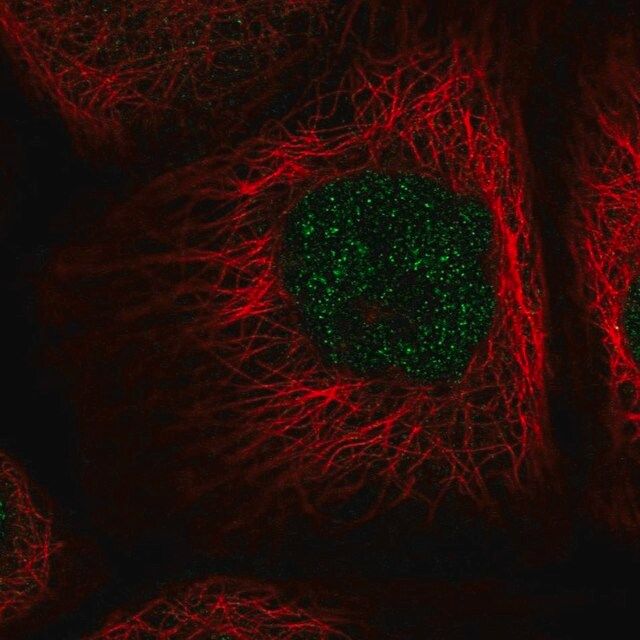 Anti-NAIF1 antibody produced in rabbit