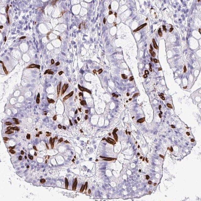 Anti-NANOGNB antibody produced in rabbit