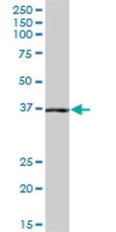 Anti-NANS antibody produced in mouse