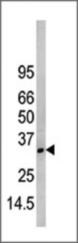 Anti-NAP1L1 (N-term) antibody produced in rabbit