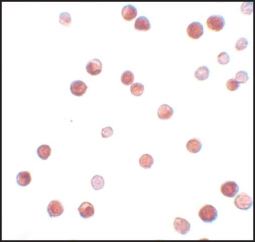 Anti-NALP11 antibody produced in rabbit