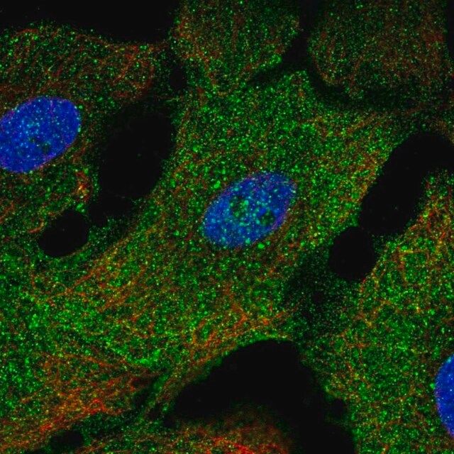 Anti-NAP1L2 antibody produced in rabbit