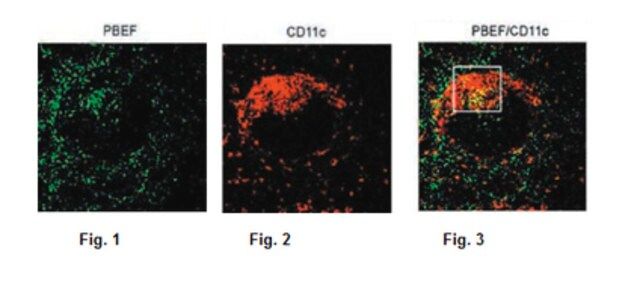 Anti-Nampt, clone 14A.5 Antibody