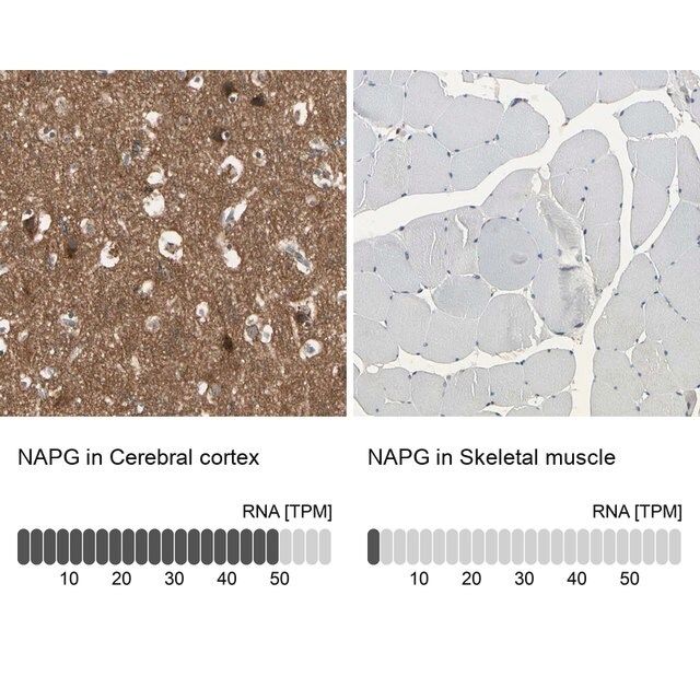 Anti-NAPG antibody produced in rabbit