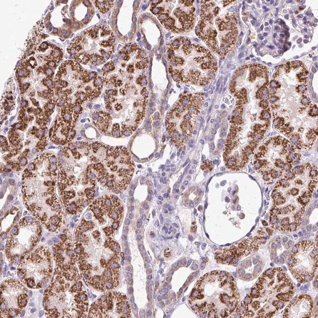 Anti-NAGPA antibody produced in rabbit