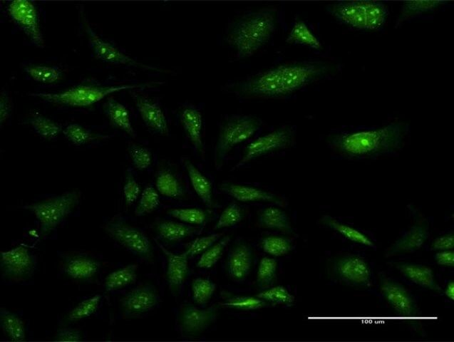 Anti-NAP1L3 antibody produced in rabbit