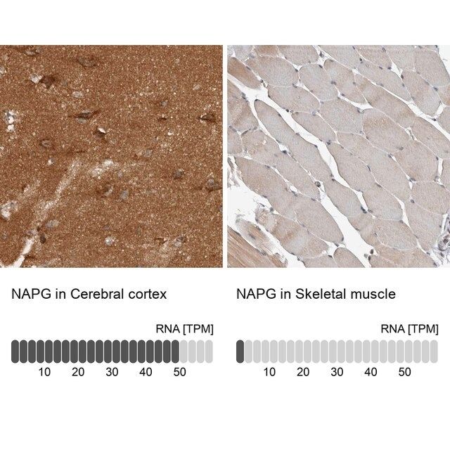 Anti-NAPG antibody produced in rabbit