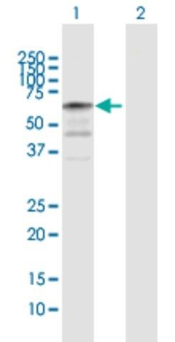 Anti-NAP1L2 antibody produced in rabbit