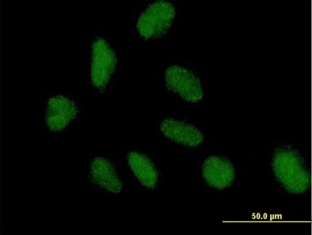 Anti-NAP1L3 antibody produced in mouse